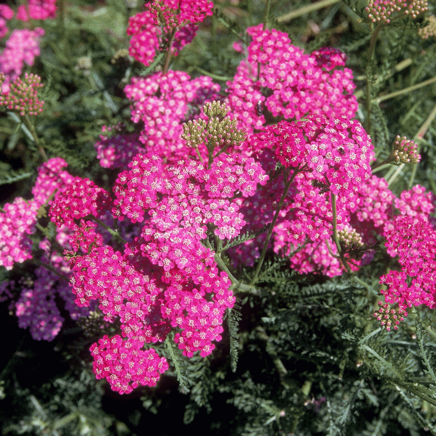 Evelok.hu webshop Achillea millefolium - Sötétrózsaszín cickafark - Image 1