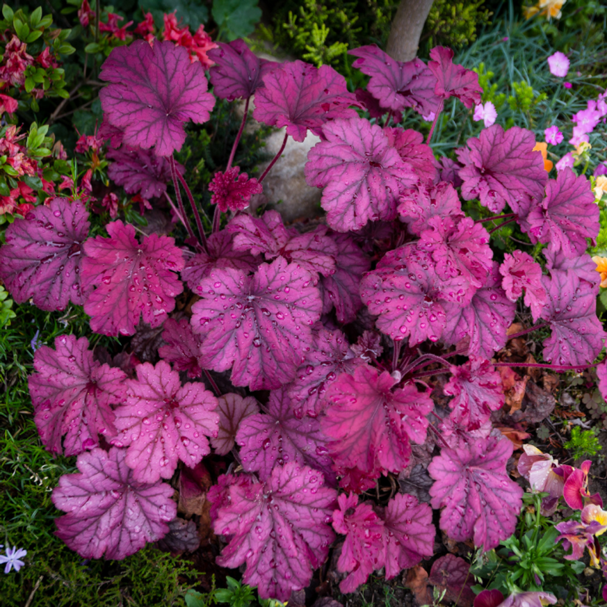 Evelok.hu webáruház Heuchera micrantha CS9 - Vörös levelű tűzeső - Image 1