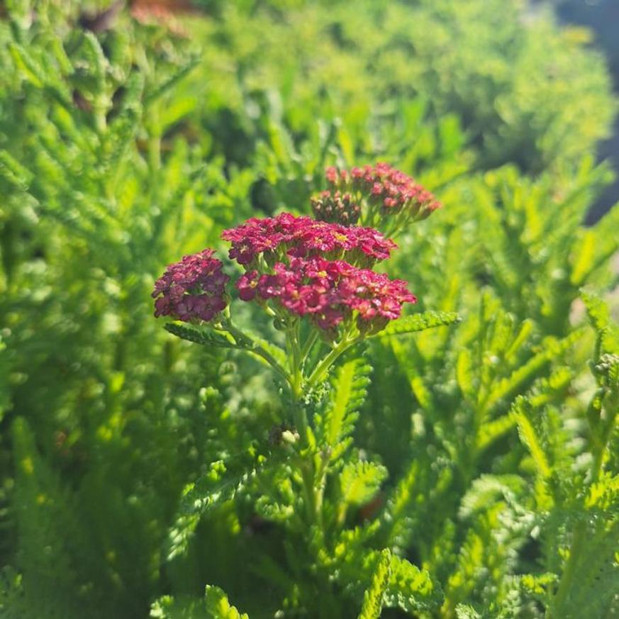 Evelok.hu online kertészet Achillea millefolium - Cseresznyepiros cickafark - Image 1