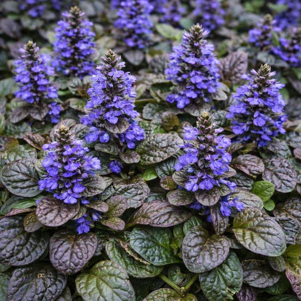 ajuga_viragzo Az Ajuga reptans kék virágai.