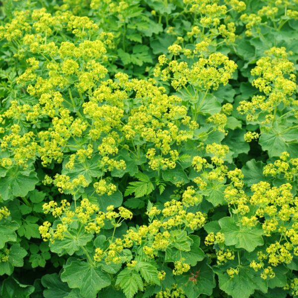 Az Alchemilla mollis, palástfű teljes virágzásban.
