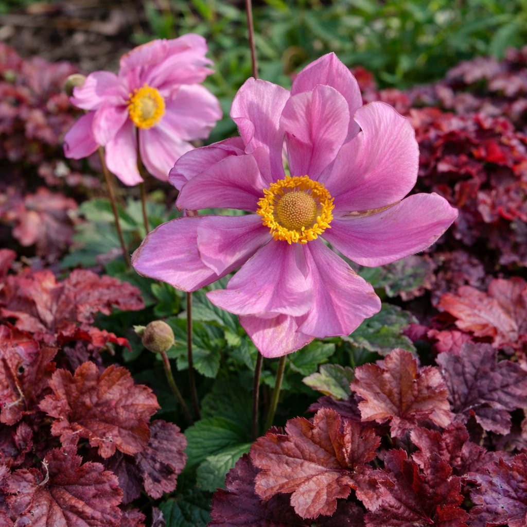 anemone_hybrida_seranade_szellorozsa Az Anemone hybrida Serenade azaz Szellőrózsa virágzása .