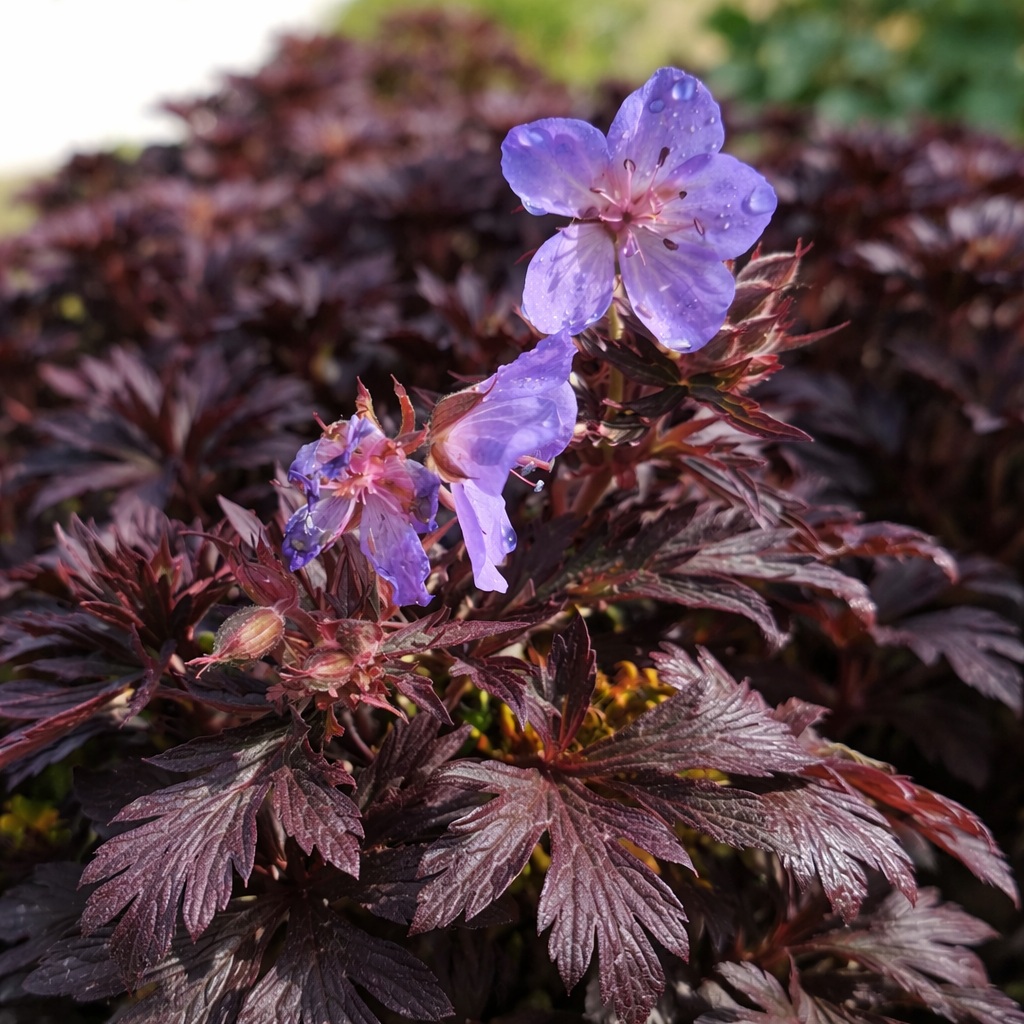 geranium_maculatum_cs14 Geranium maculatum – Bordó levelű gólyaorr lila virágai természetes közelségben.