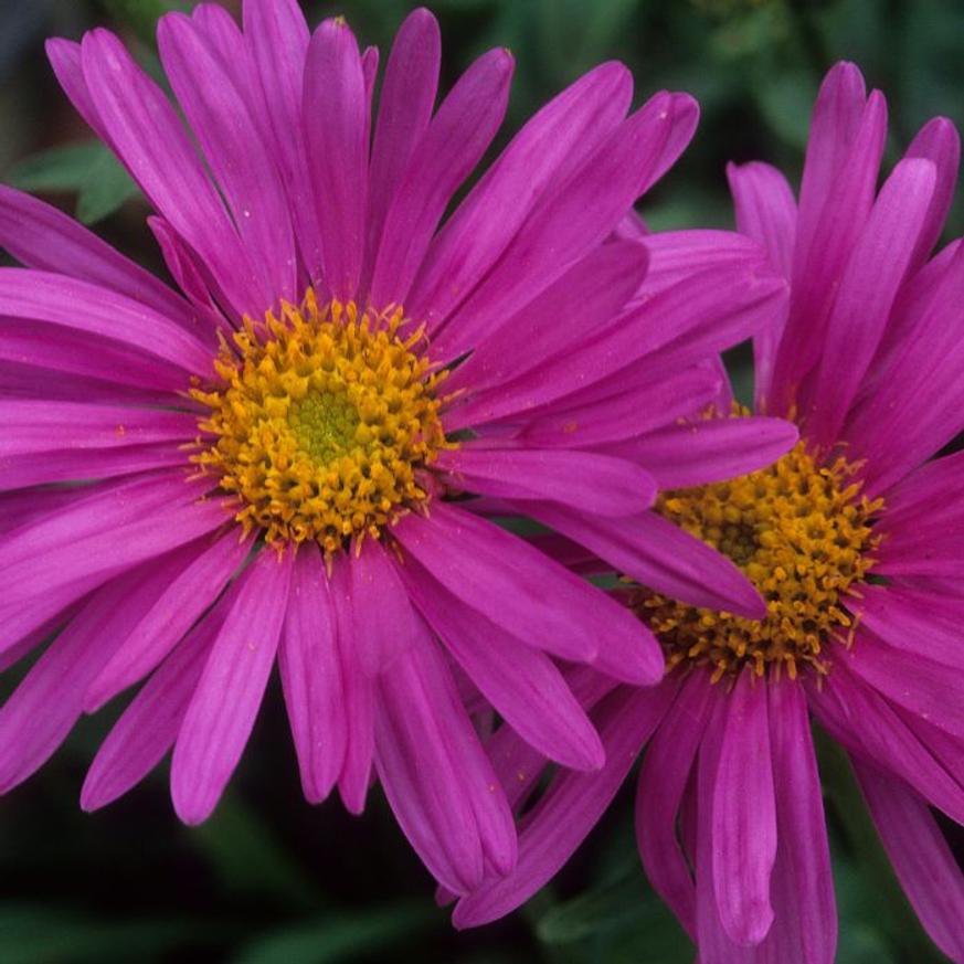 Evelok.hu webáruház Aster dumosus MIX CS9 - Törpe őszirózsa színkeverék - Image 1