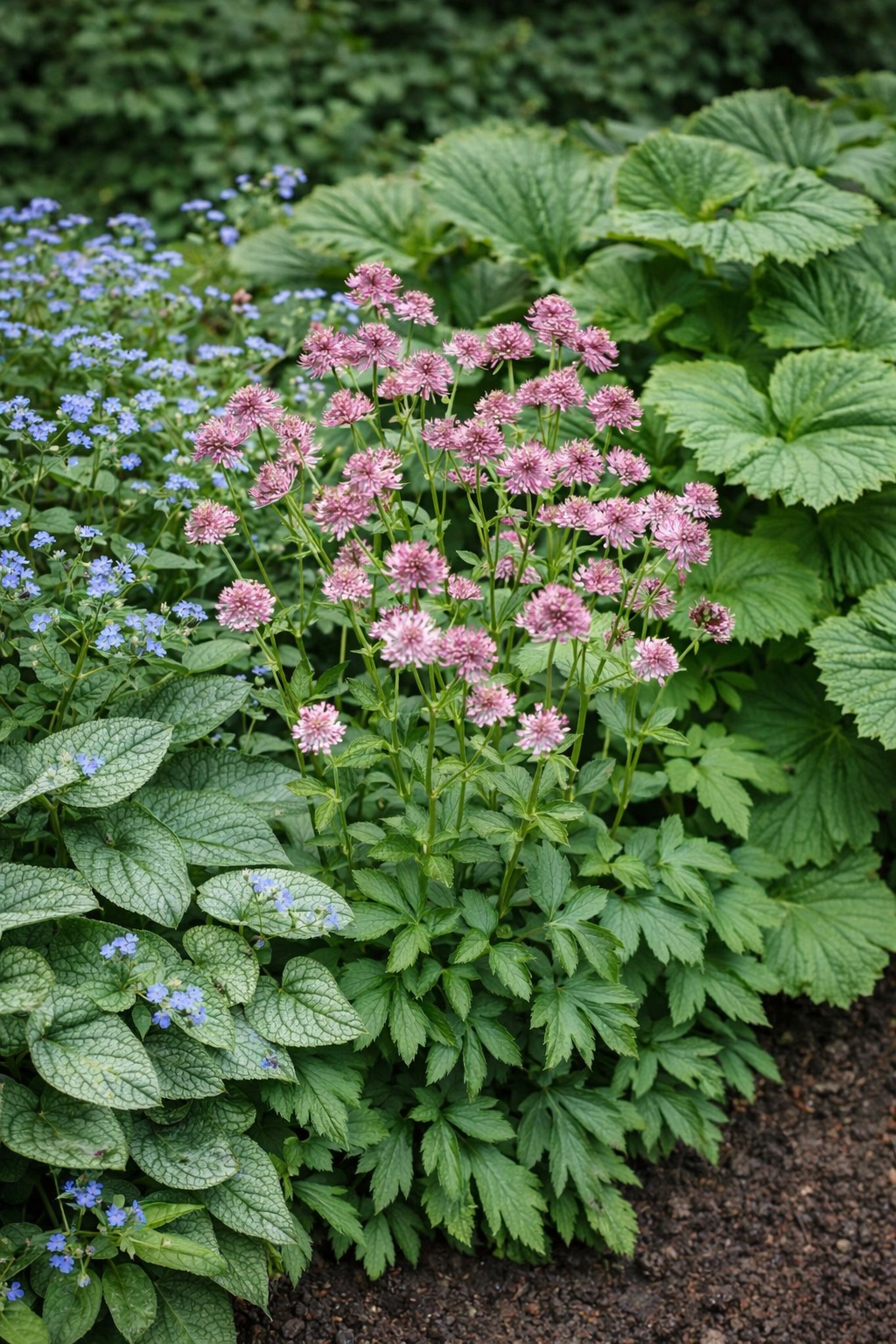 astrantia_roma Az Astrantia major Roma (rózsaszín völgycsillag) vegyes beültetésben Brunnerával, pajzslevélel.