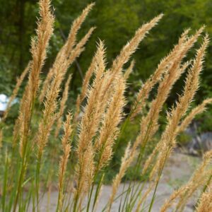 A Calamagrostis x acutiflora Karl Forester (nádtippan) virágzata.
