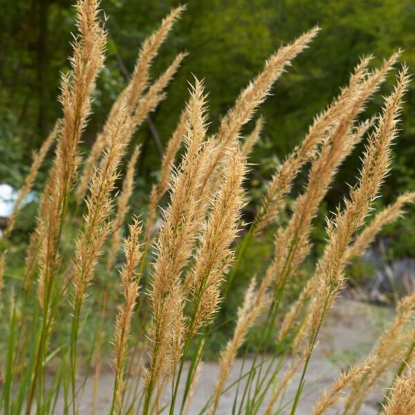 A Calamagrostis x acutiflora Karl Forester (nádtippan) virágzata.