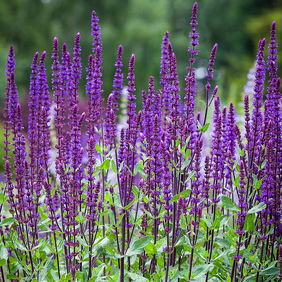 Salvia nemorosa Caradonna K2 – Ligeti Zsálya A Salvia nemorosa kék virágai.