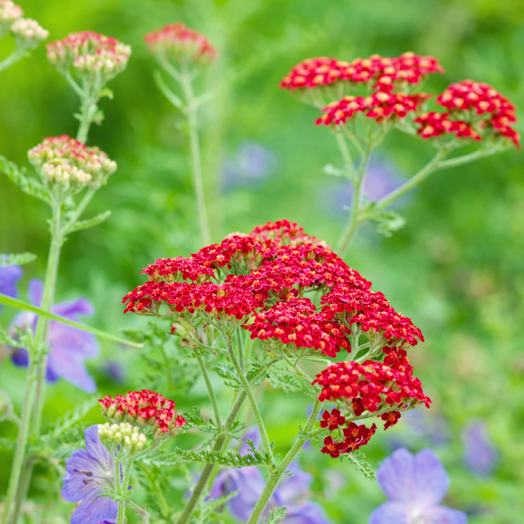 Achillea millefolium K2 – Piros cickafark Az Achillea millefolium piros virága.