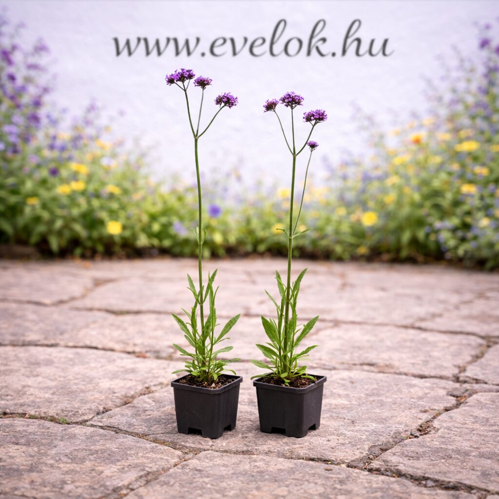 cs9_verbena_bonariensis Verbena bonariensis cs9 méretű cserépben, két darab.