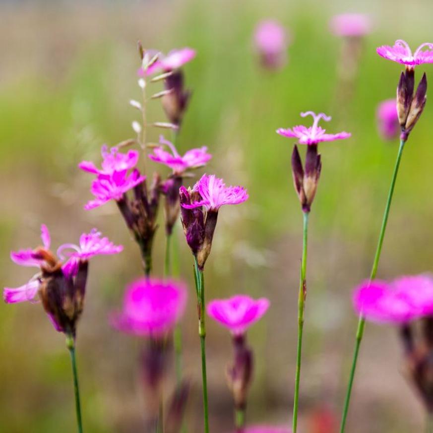 Evelok.hu online kertészet Dianthus carthusianorum CS9 - Barátszegfű - Image 1