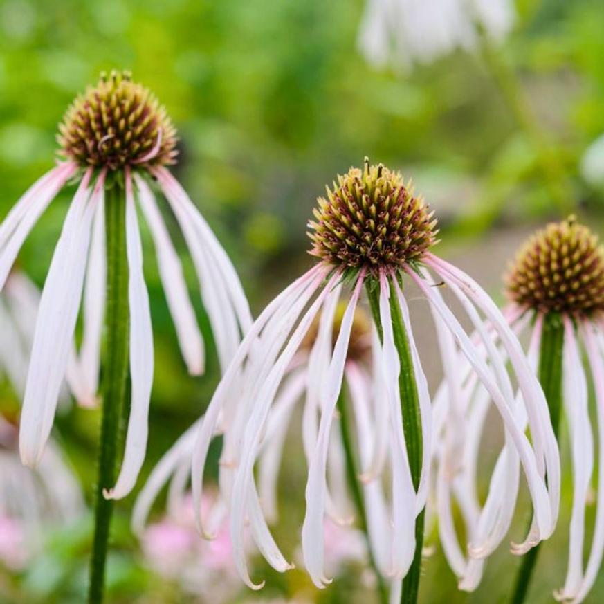 Evelok.hu webshop Echinacea pallida Hula Dancer CS11 - Halvány kasvirág - Image 1