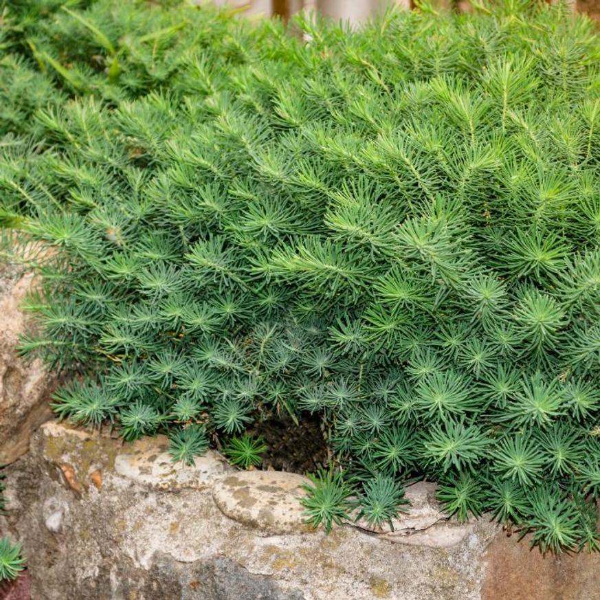 Evelok.hu webshop Euphorbia cyparissias Fen's Ruby - Farkas kutyatej - Image 1