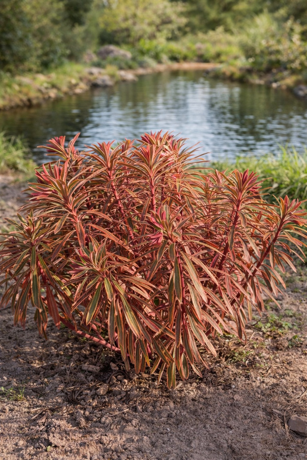 euphorbia_martinii_ascot_rainbow_tarka_kutyatej Az euphorbia martinii ascot rainbow azaz a tarka kutyatej bokros állapota látható a képen .