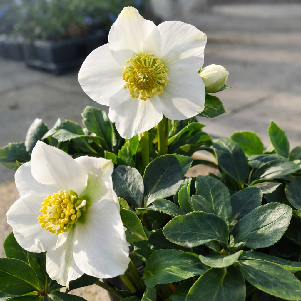helleborus_niger_fekete_hunyor A helleborus niger azaz a fekete hunyor virágzása látható a képen