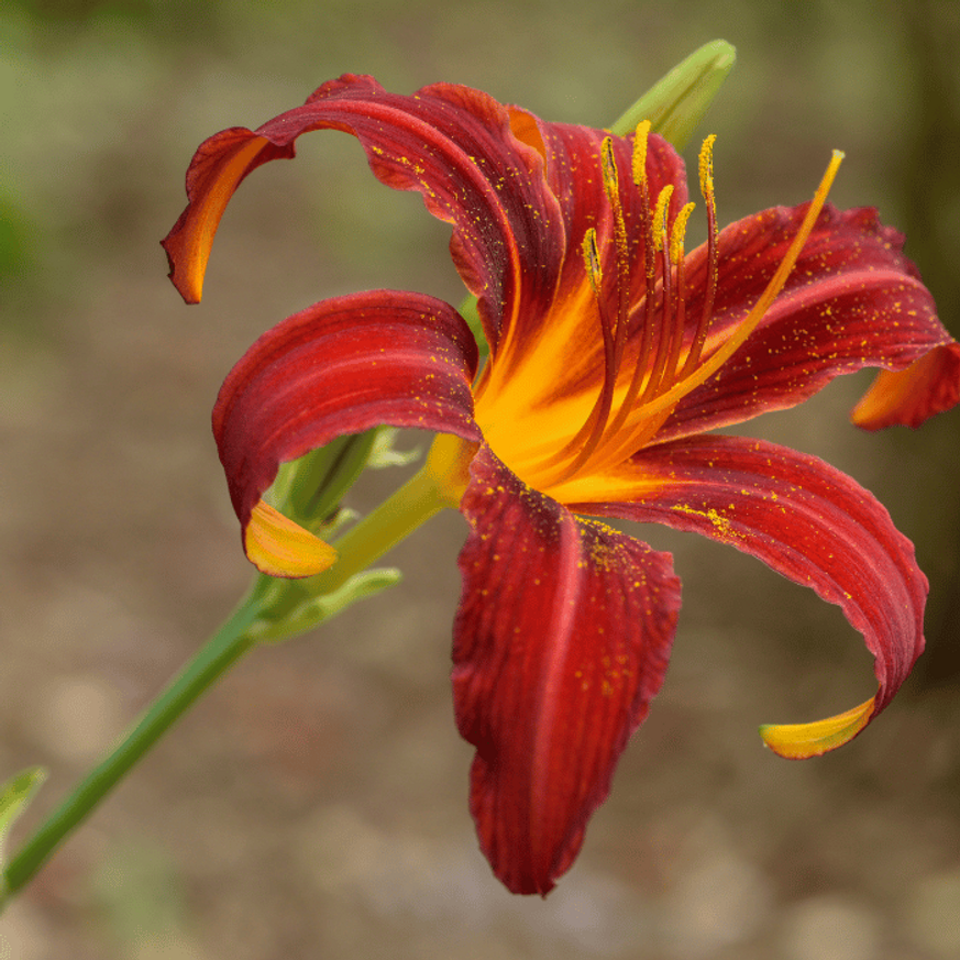 Evelok.hu kertészeti webáruház A Hemerocallis Crimson Pirate (piros sásliliom) virága közeli képen.