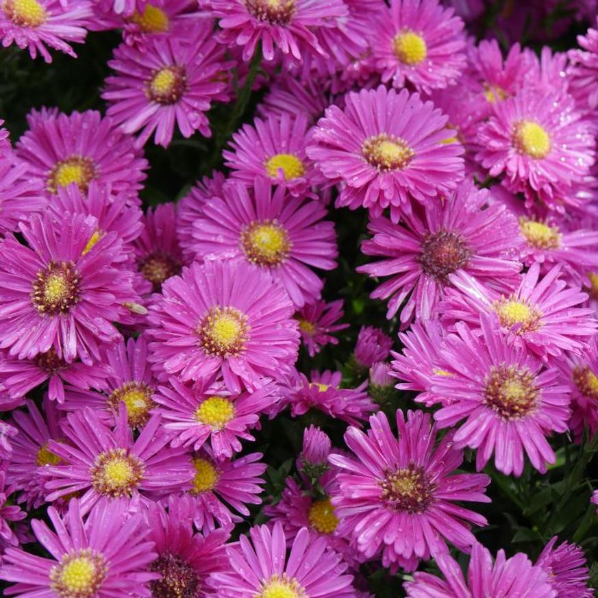 Evelok.hu webshop Aster dumosus CS14 - Törpe rózsaszín őszirózsa - Image 1