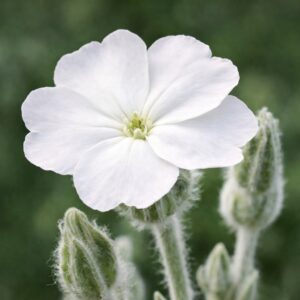Lychnis coronaria alba ,fehér bársonyos kakukkszegfű virágzása közelről