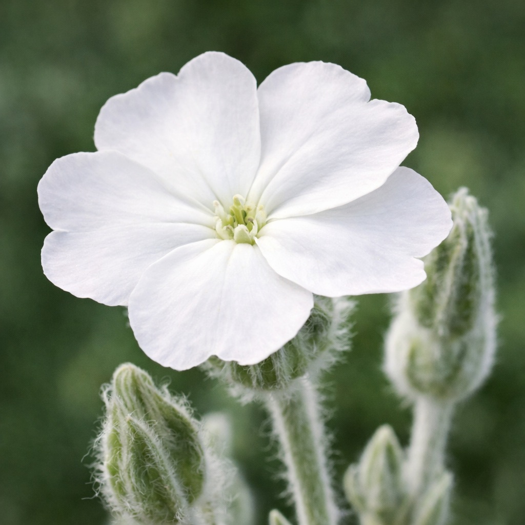Lychnis_coronaria_alba_feher_barsonyos_kakukkszegfű Lychnis coronaria alba ,fehér bársonyos kakukkszegfű virágzása közelről