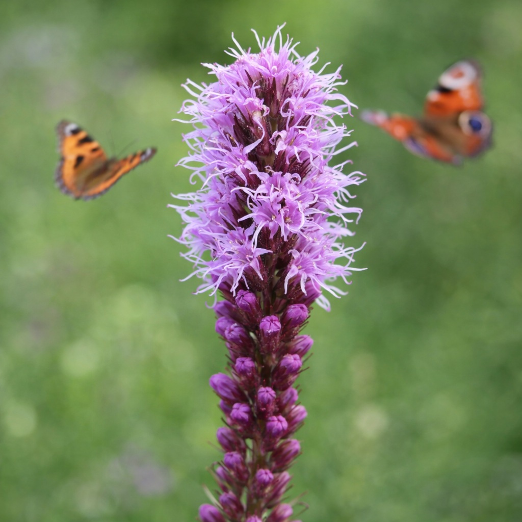 liatris_spicata Liatris spicata virág közelről ,pillangóbarát évelő nyári hangulatban.