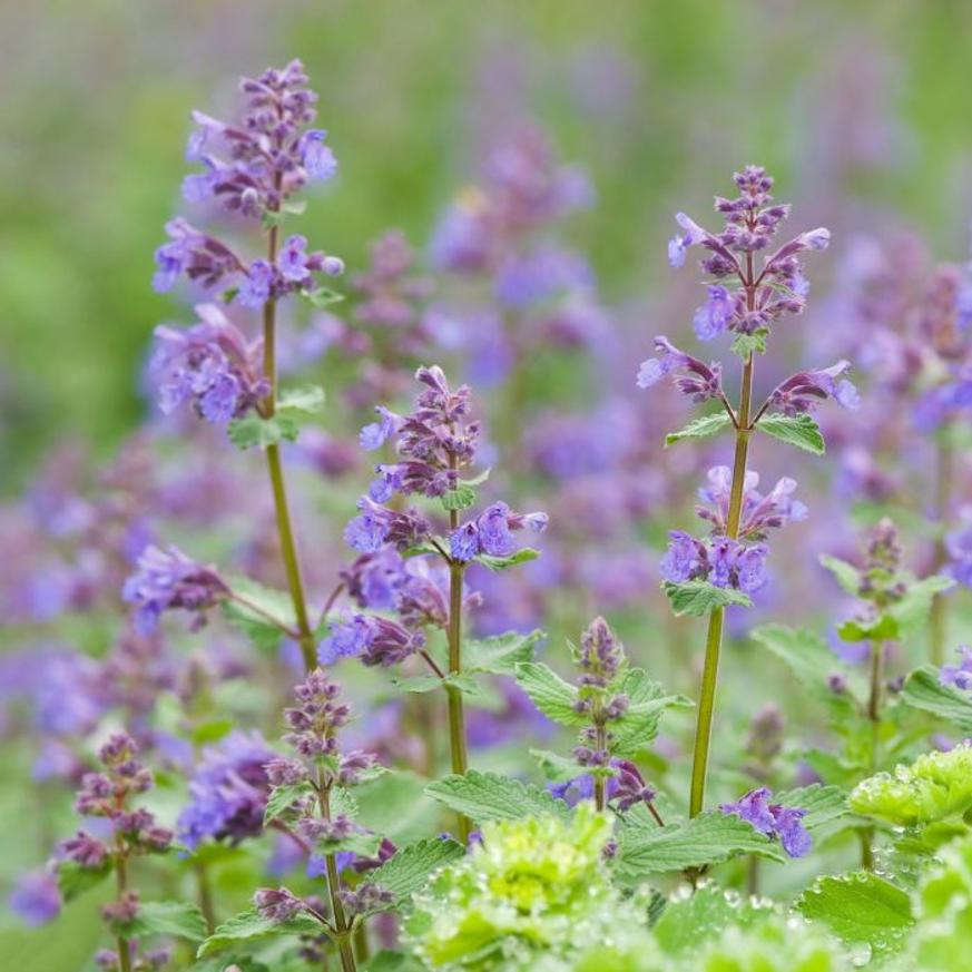 Evelok.hu kertészeti webáruház Nepeta x faassenii - Macskamenta - Image 1