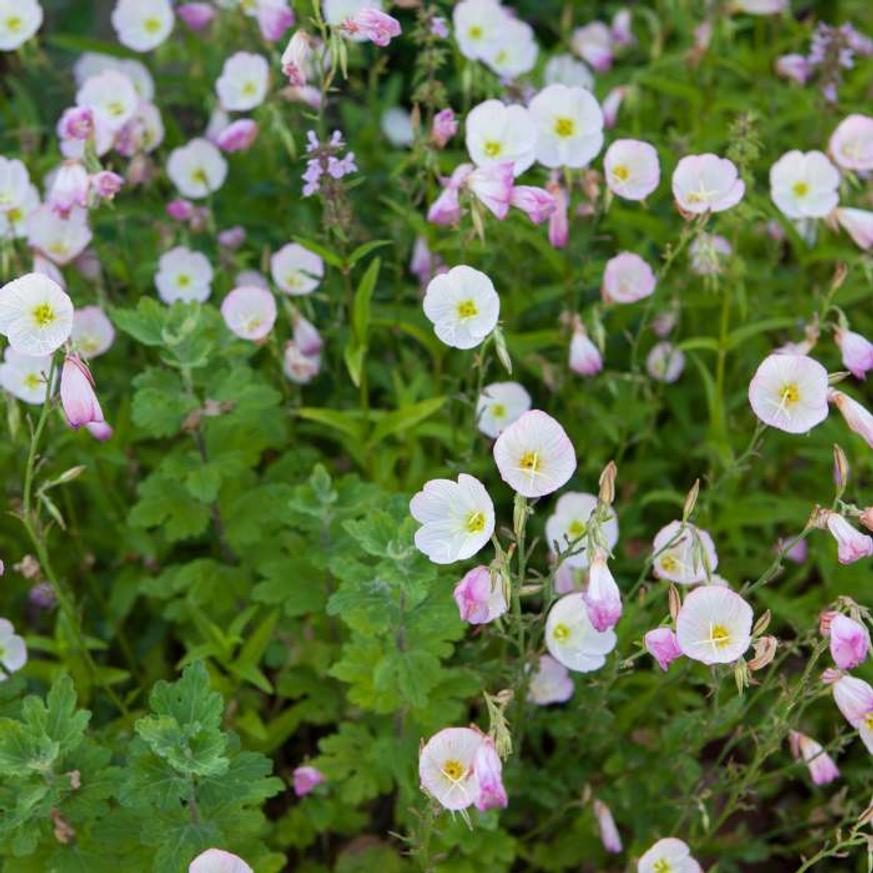 Evelok.hu kertészeti webáruház Oenothera speciosa - Ligetszépe - Image 1