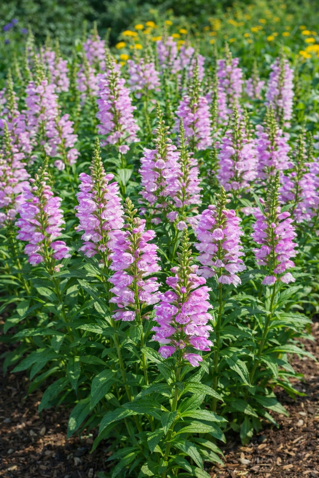 physostegia_virginiana A Physostegia virginiana, rózsaszín füzérajak teljes virágzásban.