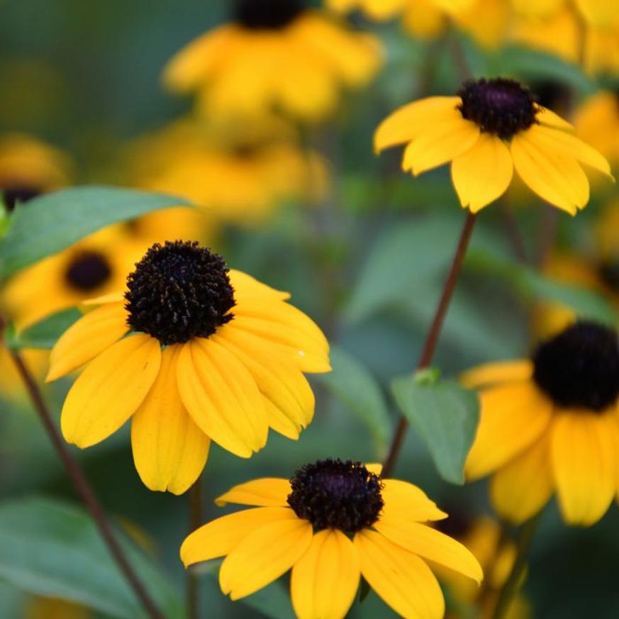 Evelok.hu online kertészet Rudbeckia triloba CS9 - Kisfészkű kúpvirág - Image 1