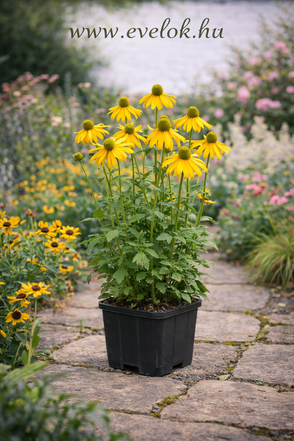 rudbeckia_nitida_herbstone_cserep A Rudbeckia nitida Herbstone sárga virágai.