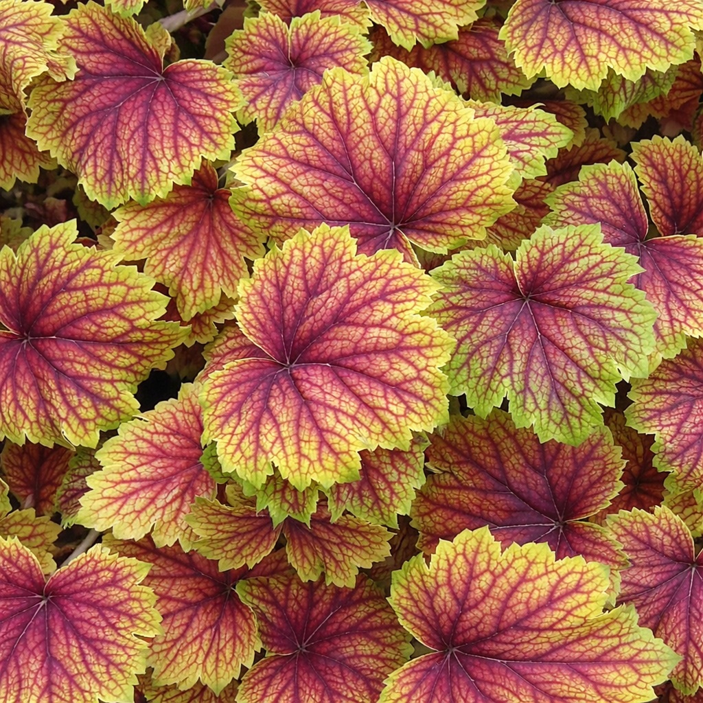 heuchera_red_lightening_cs14_sarga_tuzeso Heuchera ‘Red Lightning’ ,élénk erezetű tűzeső lombközelben.