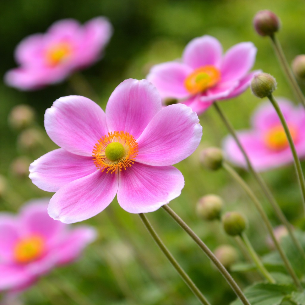 anemona_hybrida_rozsaszin_szellorozsa Virágzó növények, melyek folyamatosan díszítenek.
