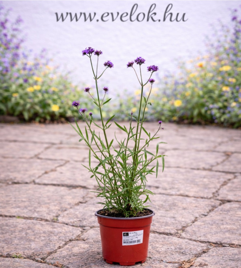 verbena_bonariensis_lollipop_cserepes Az alacsony verbéna cs14 cserépben.