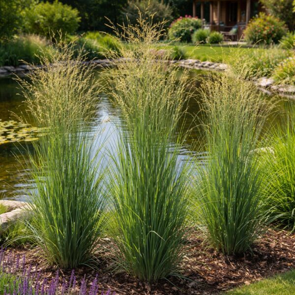 A Panicum virgatum Heavy Metal vesszős köles vízparti beültetésben ábrázolva.