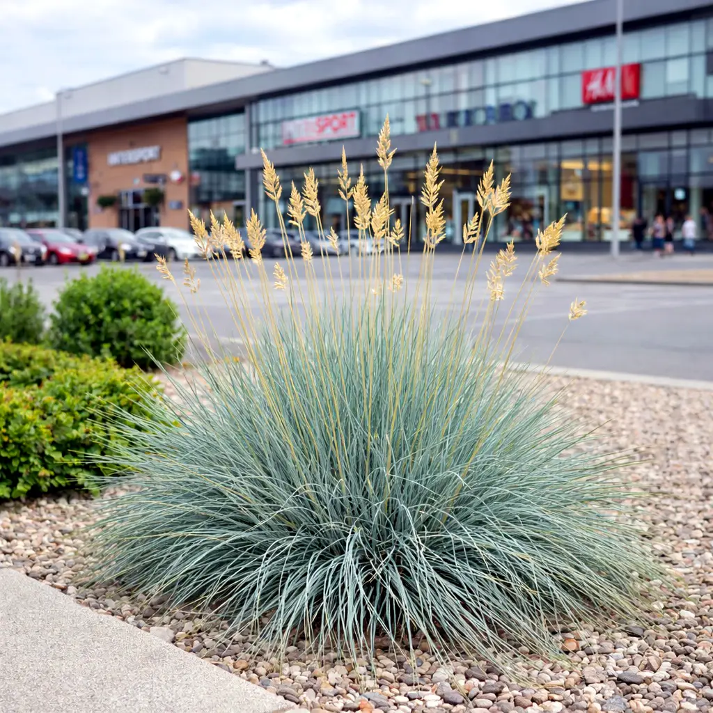 festuca_glauca_cs9_ezust_deres_csenkesz Festuca glauca – deres csenkesz modern városi környezetben, bevásárlóközpont előtt.
