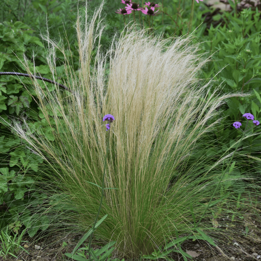 Mexikói árvalányhaj - Gardencentrum.hu online kertészet Stipa Pony Tails CS9 - Mexikói árvalányhaj - Image 1