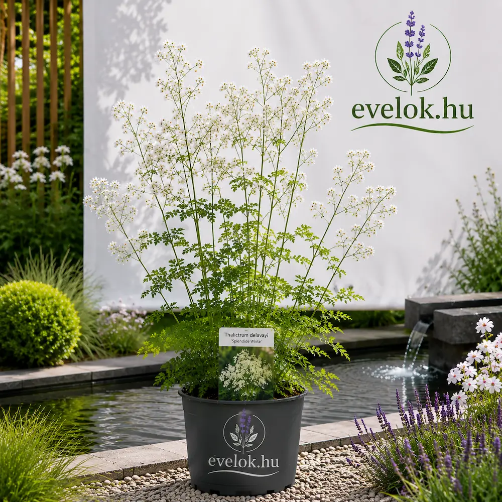 thalictrum_delevayi_splendid_whitee Thalictrum delavayi Splendide White - Fehér szárnyastermésű borkóró - Image 1