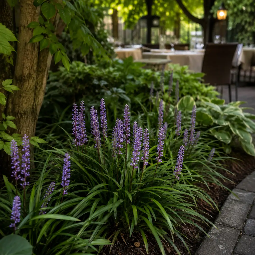 liriope_muscari_gyongyikes_gyepliliom Liriope muscari - Gyöngyikés gyepliliom - Image 1